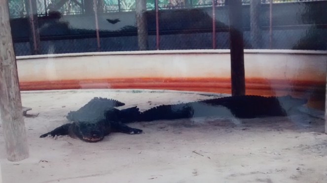 IMG_20170531_184159349