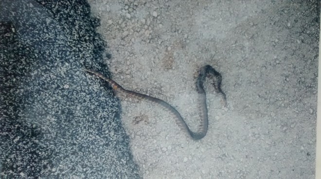 IMG_20170531_184226994