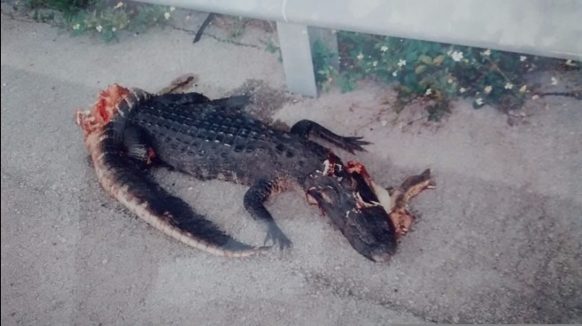 IMG_20170531_184244671