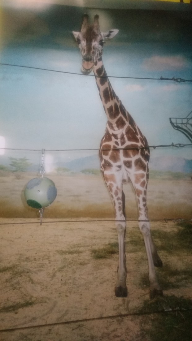 IMG_20181211_100452328